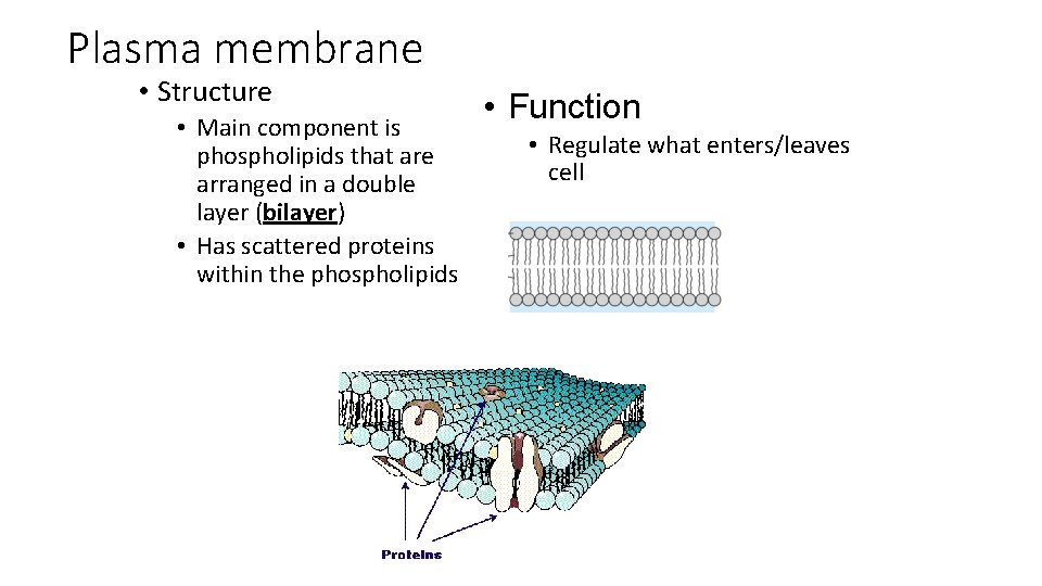 Plasma membrane • Structure • Main component is phospholipids that are arranged in a