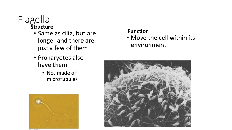 Flagella Structure • Same as cilia, but are longer and there are just a