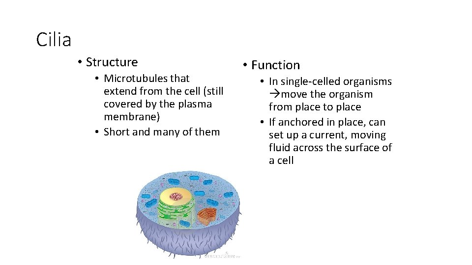 Cilia • Structure • Microtubules that extend from the cell (still covered by the