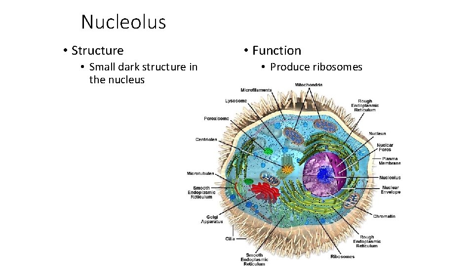 Nucleolus • Structure • Small dark structure in the nucleus • Function • Produce