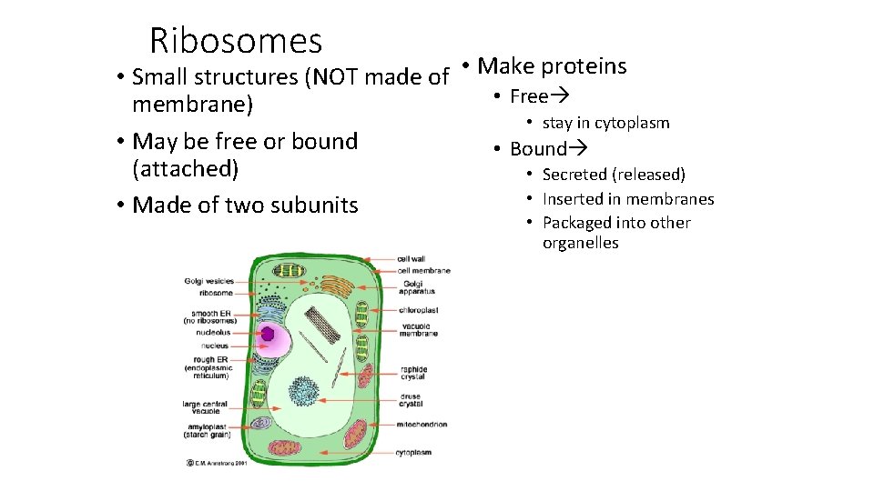 Ribosomes • Small structures (NOT made of • Make proteins • Free membrane) •