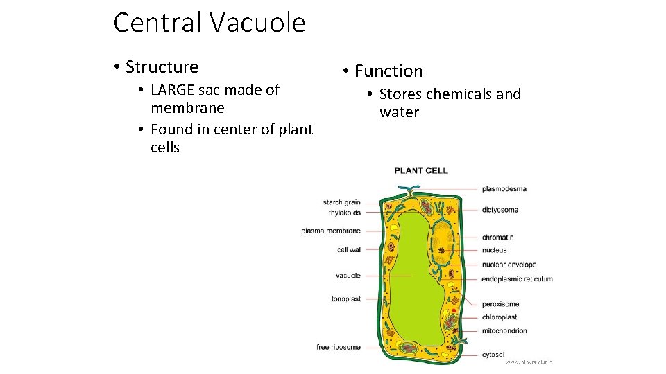 Central Vacuole • Structure • LARGE sac made of membrane • Found in center
