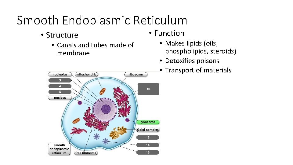 Smooth Endoplasmic Reticulum • Structure • Canals and tubes made of membrane • Function
