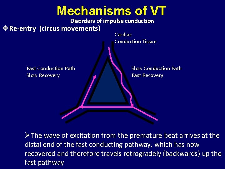 Mechanisms of VT Disorders of impulse conduction v. Re-entry (circus movements) Fast Conduction Path