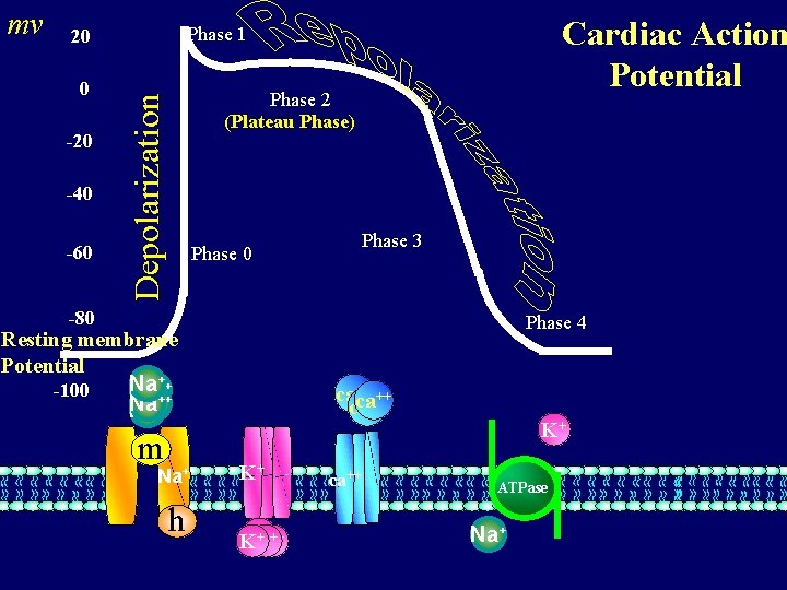 0 -20 -40 -60 Cardiac Action Potential Phase 1 20 Phase 2 (Plateau Phase)