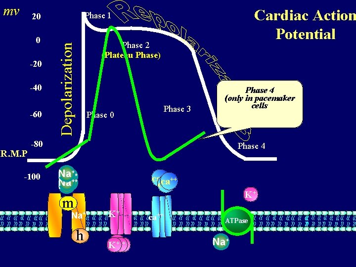 mv -20 -40 -60 R. M. P Phase 2 (Plateau Phase) Depolarization 0 Cardiac
