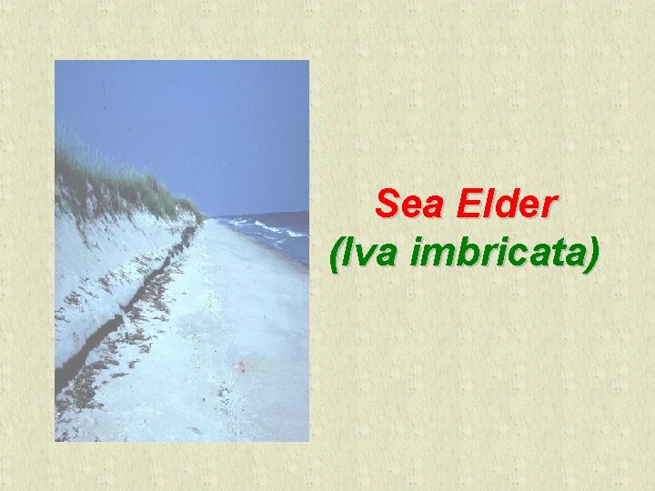 Sea Elder (Iva imbricata) 