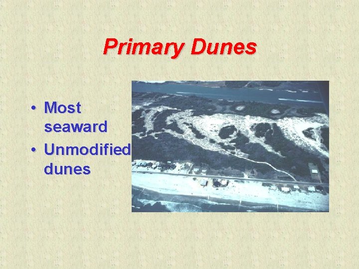 Primary Dunes • Most seaward • Unmodified dunes 