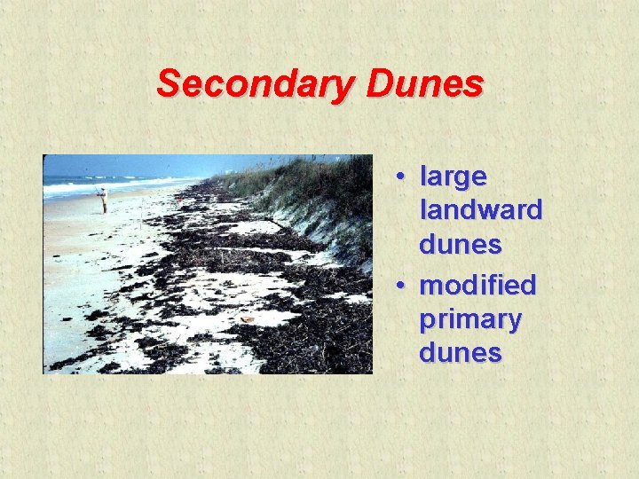 Secondary Dunes • large landward dunes • modified primary dunes 