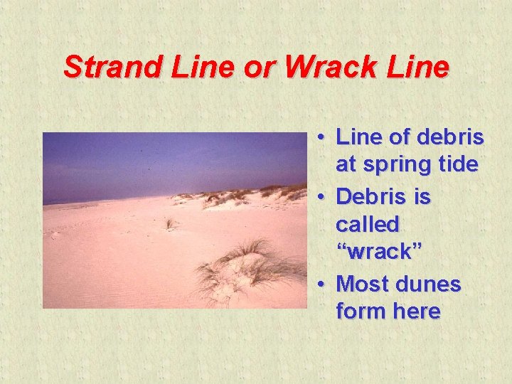 Strand Line or Wrack Line • Line of debris at spring tide • Debris