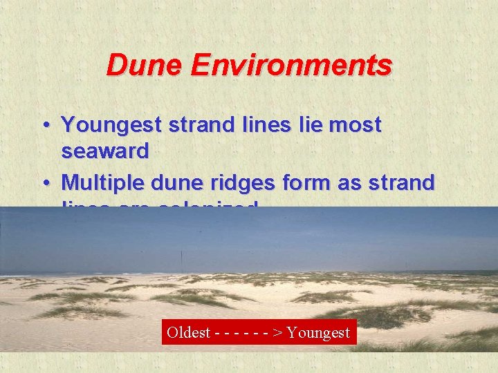 Dune Environments • Youngest strand lines lie most seaward • Multiple dune ridges form