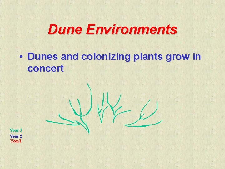 Dune Environments • Dunes and colonizing plants grow in concert Year 3 Year 2