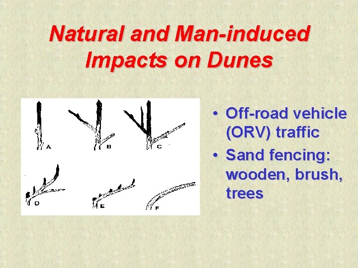 Natural and Man-induced Impacts on Dunes • Off-road vehicle (ORV) traffic • Sand fencing:
