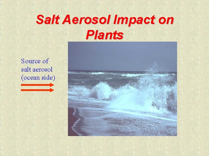 Salt Aerosol Impact on Plants Source of salt aerosol (ocean side) 