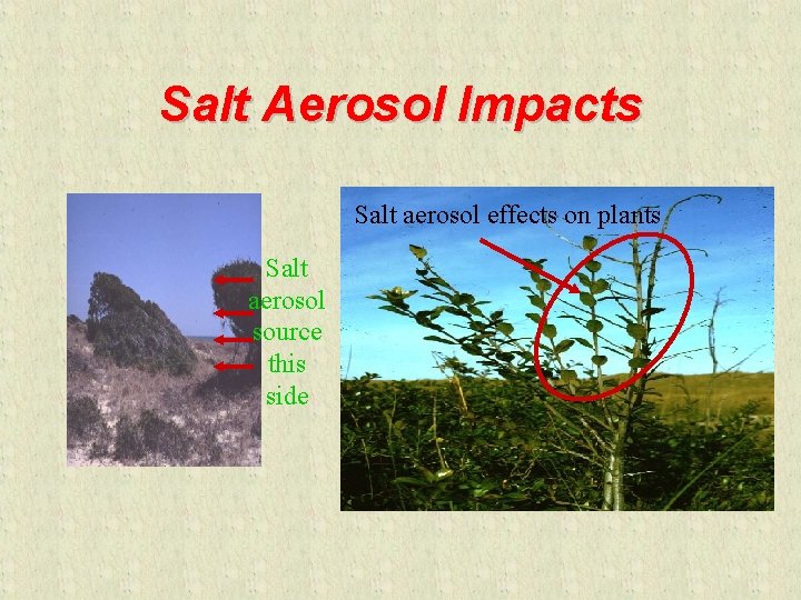 Salt Aerosol Impacts Salt aerosol effects on plants Salt aerosol source this side 