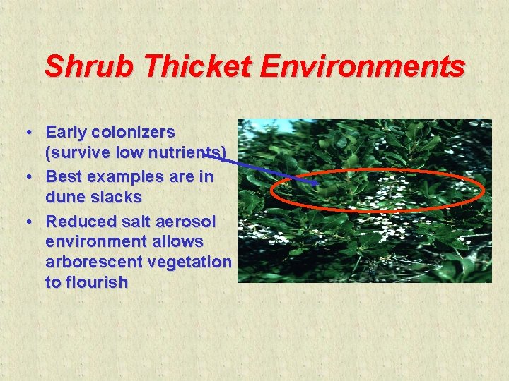 Shrub Thicket Environments • Early colonizers (survive low nutrients) • Best examples are in