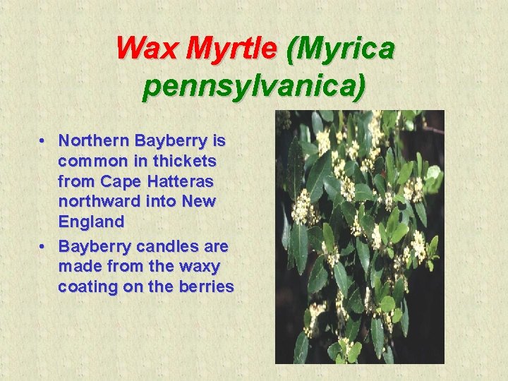 Wax Myrtle (Myrica pennsylvanica) • Northern Bayberry is common in thickets from Cape Hatteras