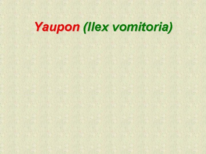 Yaupon (Ilex vomitoria) 