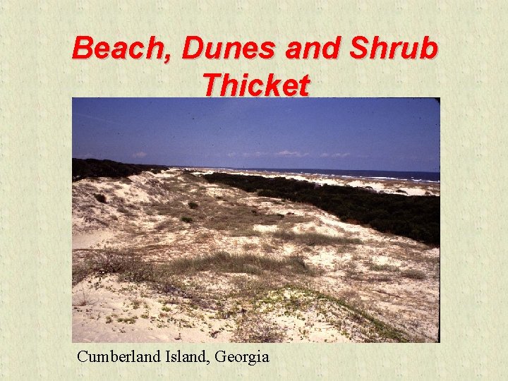 Beach, Dunes and Shrub Thicket Cumberland Island, Georgia 