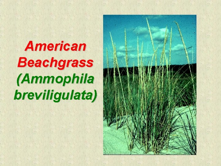 American Beachgrass (Ammophila breviligulata) 