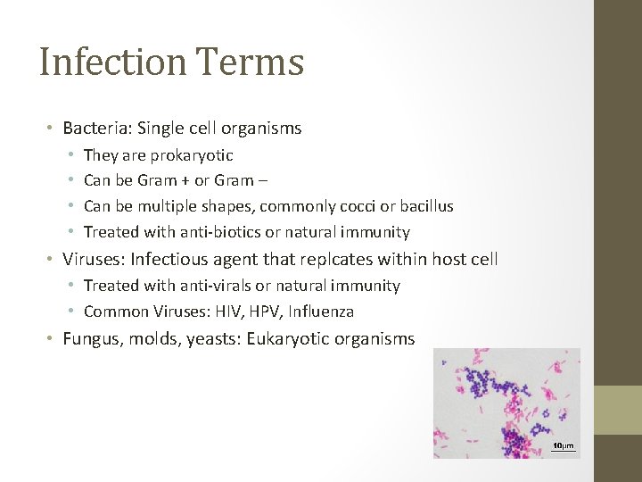 Infection Terms • Bacteria: Single cell organisms • • They are prokaryotic Can be