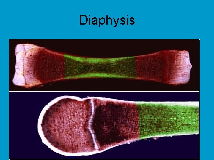 Diaphysis 