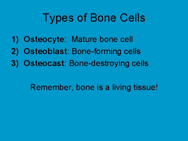 Types of Bone Cells 1) Osteocyte: Mature bone cell 2) Osteoblast: Bone-forming cells 3)