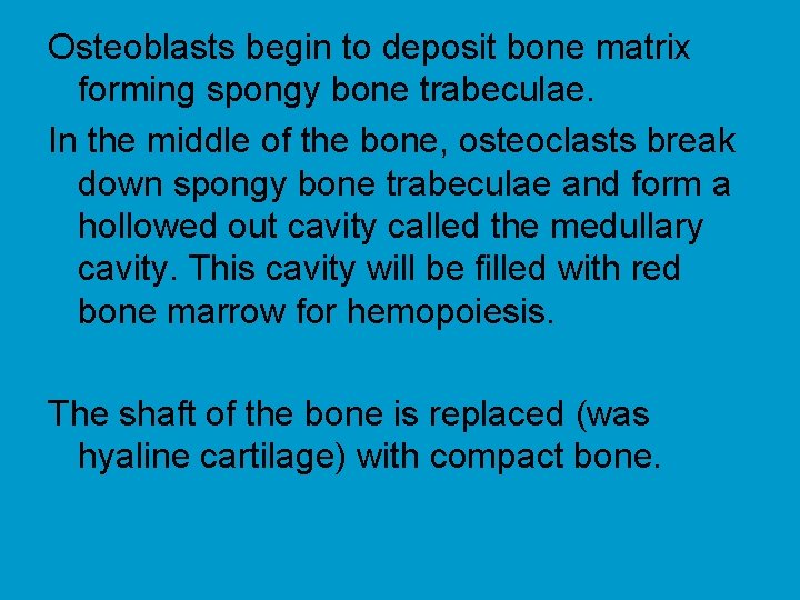 Osteoblasts begin to deposit bone matrix forming spongy bone trabeculae. In the middle of