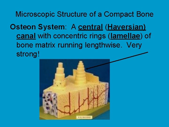 Microscopic Structure of a Compact Bone Osteon System: A central (Haversian) canal with concentric