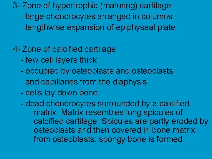 3 - Zone of hypertrophic (maturing) cartilage - large chondrocytes arranged in columns -