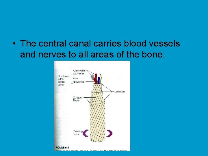  • The central canal carries blood vessels and nerves to all areas of