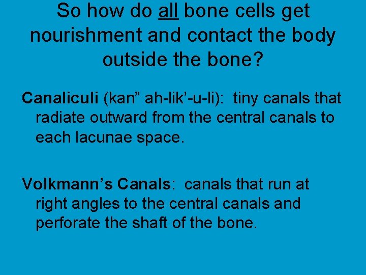 So how do all bone cells get nourishment and contact the body outside the