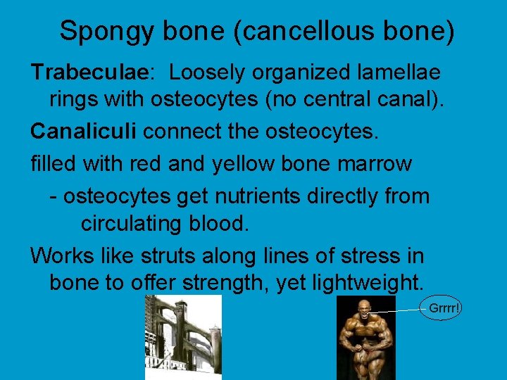  Spongy bone (cancellous bone) Trabeculae: Loosely organized lamellae rings with osteocytes (no central