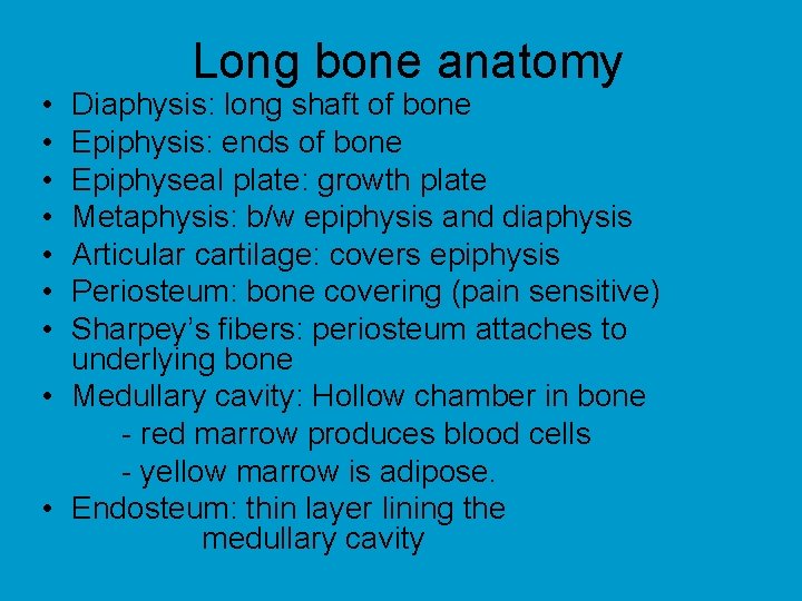  • • Long bone anatomy Diaphysis: long shaft of bone Epiphysis: ends of