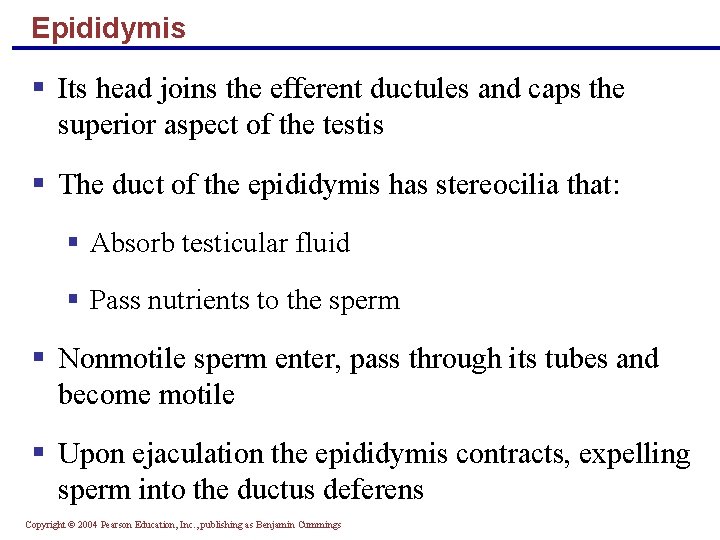 Epididymis § Its head joins the efferent ductules and caps the superior aspect of