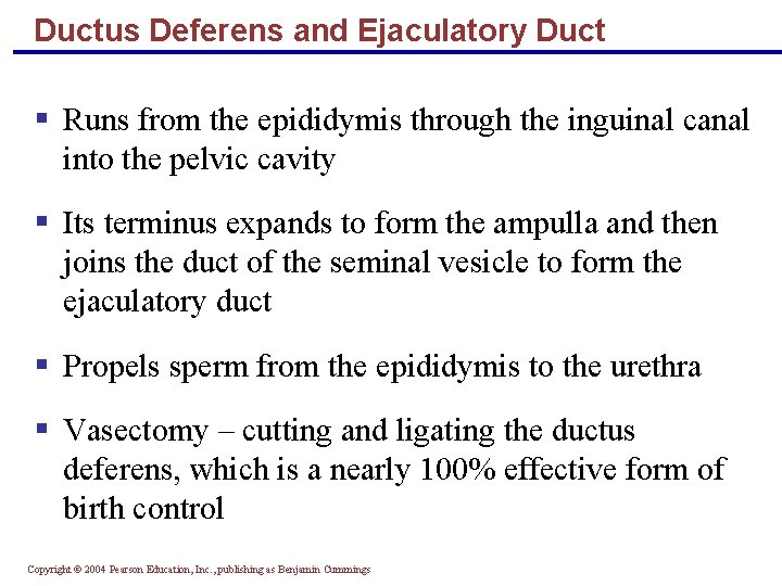 Ductus Deferens and Ejaculatory Duct § Runs from the epididymis through the inguinal canal
