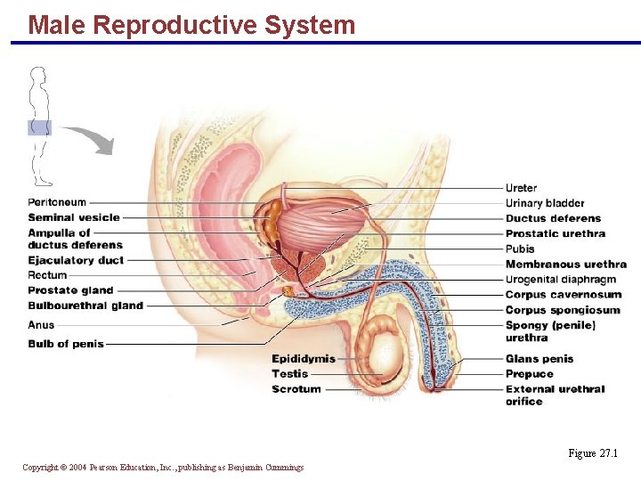 Male Reproductive System Figure 27. 1 Copyright © 2004 Pearson Education, Inc. , publishing