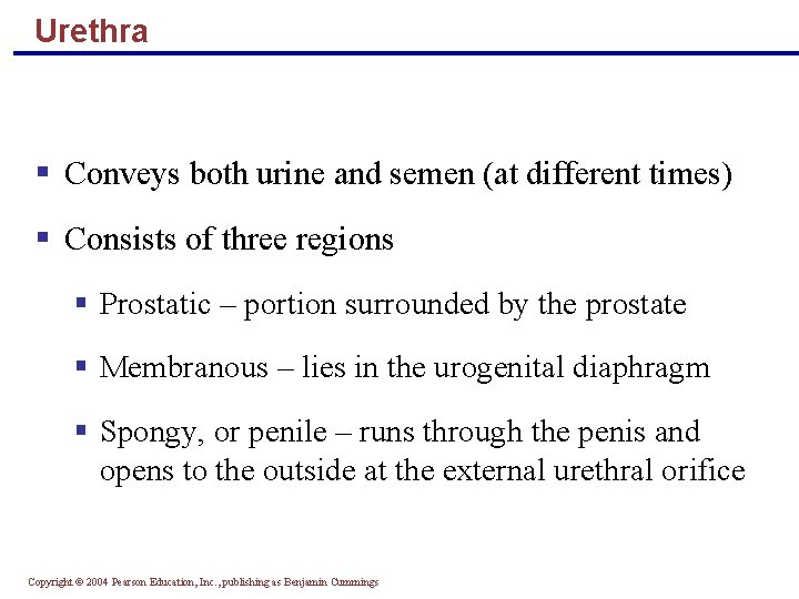 Urethra § Conveys both urine and semen (at different times) § Consists of three