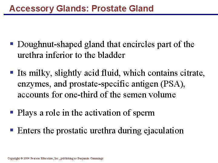 Accessory Glands: Prostate Gland § Doughnut-shaped gland that encircles part of the urethra inferior