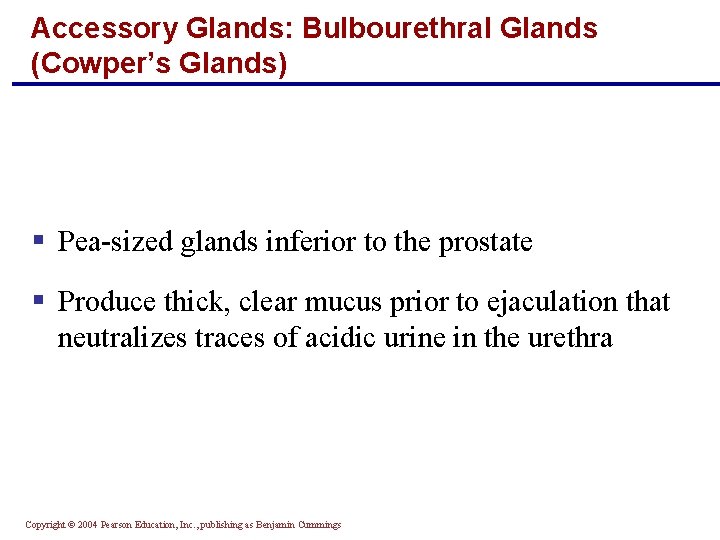 Accessory Glands: Bulbourethral Glands (Cowper’s Glands) § Pea-sized glands inferior to the prostate §