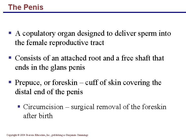 The Penis § A copulatory organ designed to deliver sperm into the female reproductive