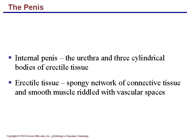 The Penis § Internal penis – the urethra and three cylindrical bodies of erectile