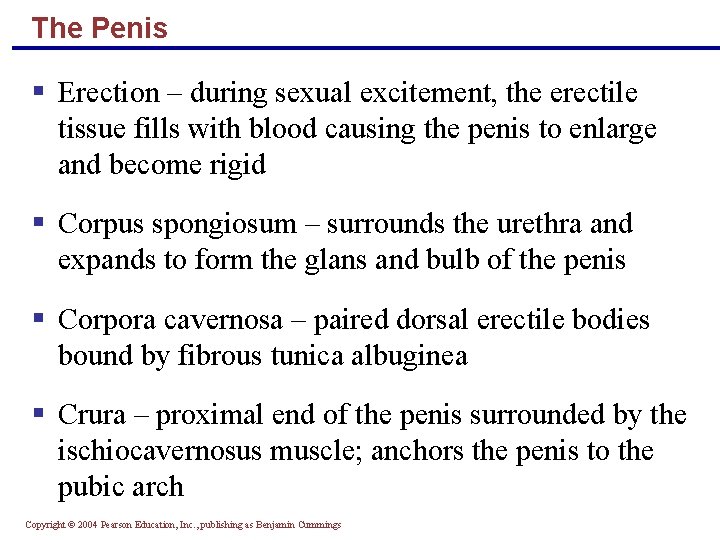 The Penis § Erection – during sexual excitement, the erectile tissue fills with blood