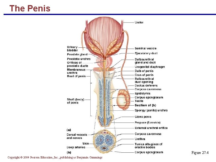 The Penis Figure 27. 4 Copyright © 2004 Pearson Education, Inc. , publishing as