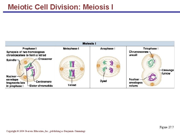 Meiotic Cell Division: Meiosis I Figure 27. 7 Copyright © 2004 Pearson Education, Inc.