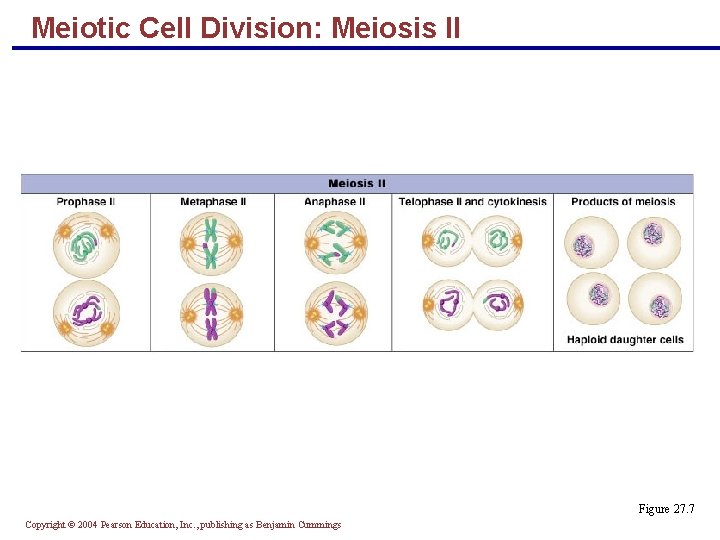 Meiotic Cell Division: Meiosis II Figure 27. 7 Copyright © 2004 Pearson Education, Inc.