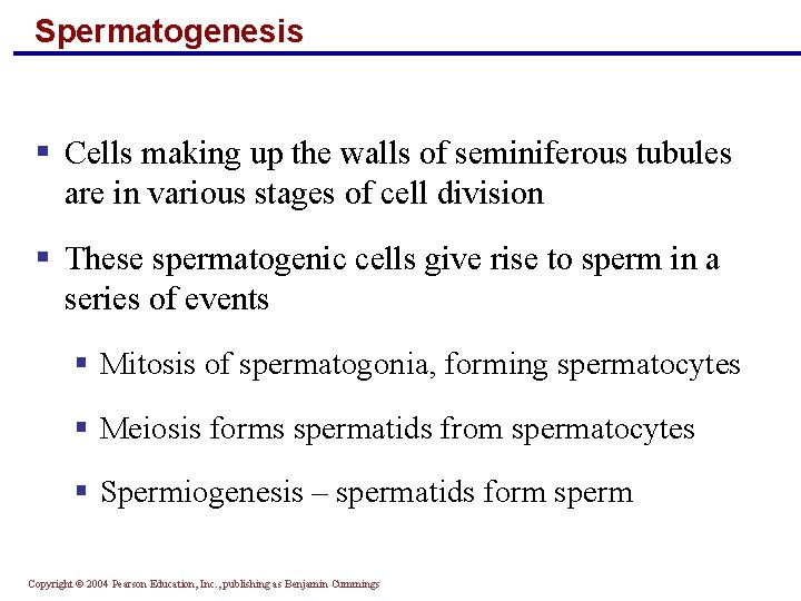 Spermatogenesis § Cells making up the walls of seminiferous tubules are in various stages