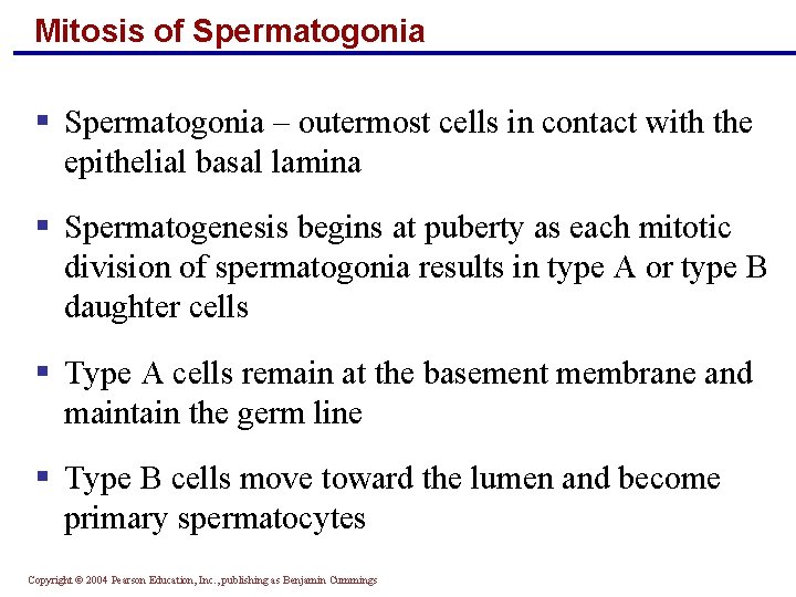 Mitosis of Spermatogonia § Spermatogonia – outermost cells in contact with the epithelial basal