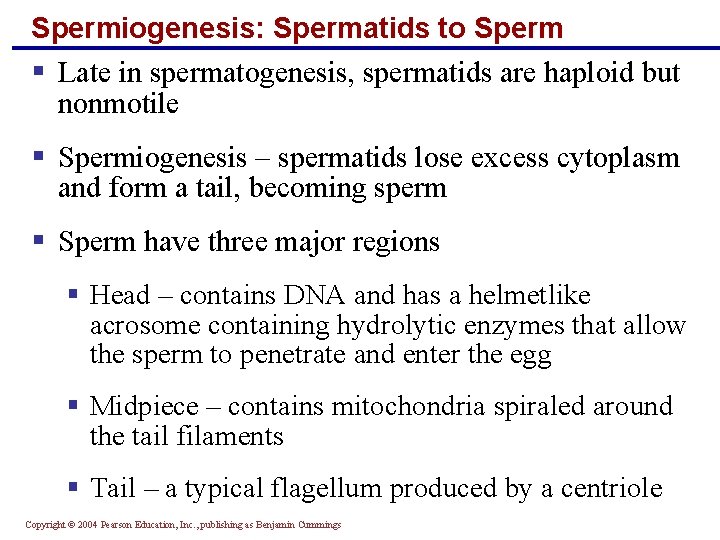 Spermiogenesis: Spermatids to Sperm § Late in spermatogenesis, spermatids are haploid but nonmotile §