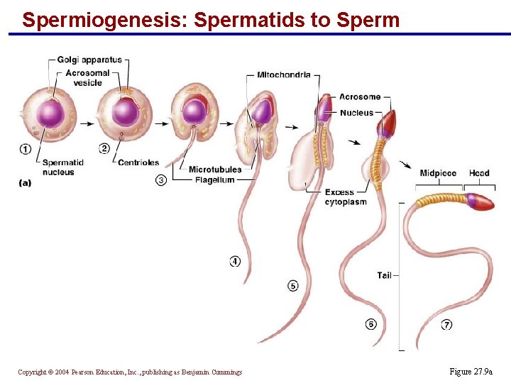 Spermiogenesis: Spermatids to Sperm Copyright © 2004 Pearson Education, Inc. , publishing as Benjamin